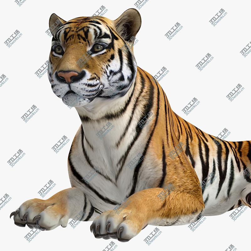 images/goods_img/202104021/3D model Lying Tiger/1.jpg